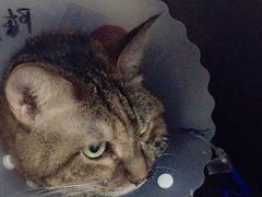 -北京赛佳动物医院