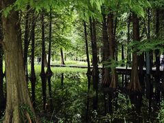 -溱湖国家湿地公园