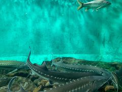 -太平洋海底世界