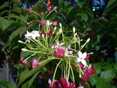 -茶油香闽南菜·花园餐厅(前埔店)