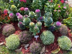 -东莞植物园