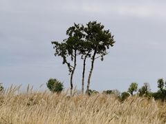 -汉长安城未央宫国家考古遗址公园