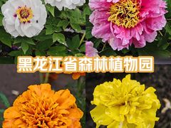 -黑龙江省森林植物园