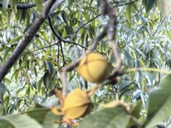 -天目山大树王景区