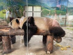 -上海野生动物园