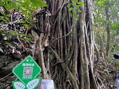 -西双版纳原始森林公园