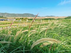 -光明小镇欢乐田园