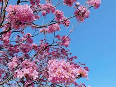 -马峦山郊野公园