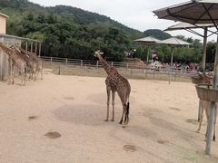 -青岛森林野生动物世界