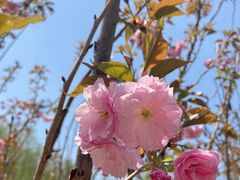 -长白岛森林公园