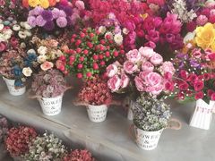 -长宁东道花卉宠物市场