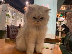 -猫小院猫主题餐厅(三里屯店)