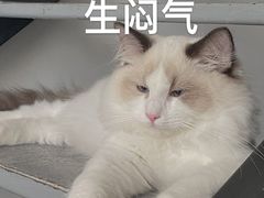 -lincat·猫舍(广州店)