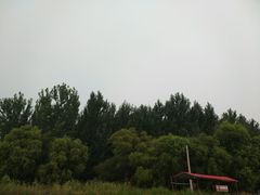 -微山湖红荷湿地景区