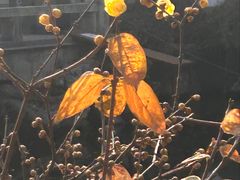 -雨花胜境
