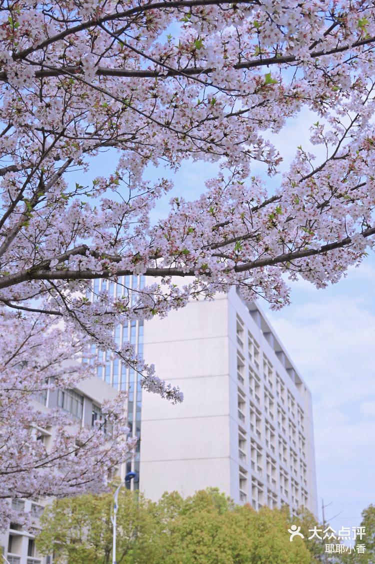 明年来江南大学看樱花吧