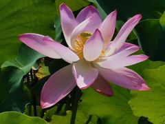 -桃花岛景观公园