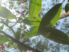 -黑龙江省森林植物园
