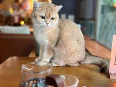 -咖法森林·咖啡  酒吧(天河店)