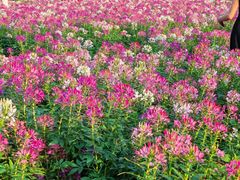 -广州市石门国家森林公园