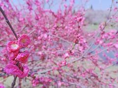 -石家庄市植物园