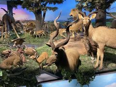 -国家自然博物馆