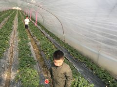 -喜杨洋草莓采摘园