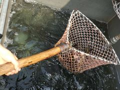 -姥家大锅台水库渔家