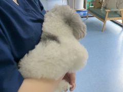 -博特宠物医院24h犬猫全科.骨科·异宠