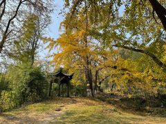 -千年银杏谷文化旅游区