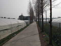 -青浦采草莓天天草莓园