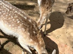 -鄂尔多斯野生动物园