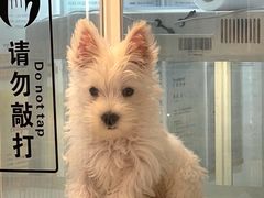 -翊宠yipet猫狗购宠庄园犬舍•猫舍