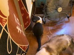 -李小姐の猫咖啡馆(五角场店)