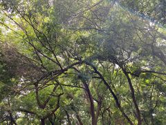 -香山鸡嘴荔枝