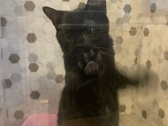 -宠爱国际动物医院·消化内科·心肾内科·ISFM猫友好(望京店)