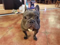 -more than meow吴止猫主题餐厅(承德 中船汇店)