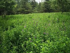 -大兴滨河森林公园