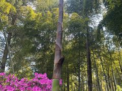 -东明山森林公园