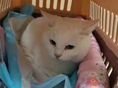 -瑞派雷欧宠物医院·24h夜诊·心脏骨科牙科·全科重症转诊中心(无影山店)