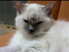 -Bastet sally猫舍购宠(静安店)