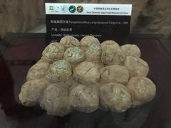 -中国西峡恐龙遗迹园