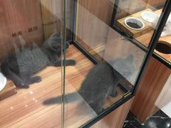 -袖虎·猫馆(体育西路店)