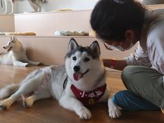 -Husky Go! 哈士奇体验馆·宠物咖啡厅狗咖