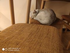 -滚猫咖啡·猫咖·猫友好撸猫(未来城店)