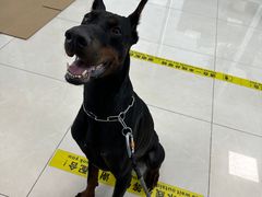 -北京观赏动物医院·24小时大型综合·猫专科·异宠专科