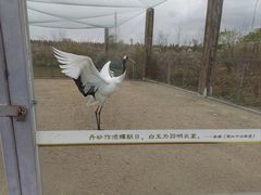 -盐城丹顶鹤湿地生态旅游区