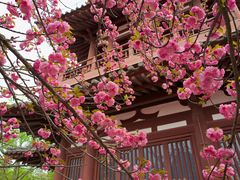 -西安青龙寺遗址景区