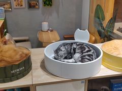 -藏猫猫咖啡主题馆(中央大道店)