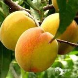 采摘 农家乐 南江花千谷农场